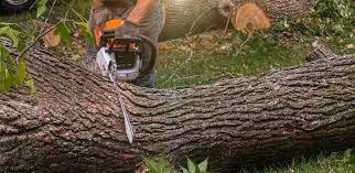 Best Tree Cabling and Bracing  in Paramount, CA