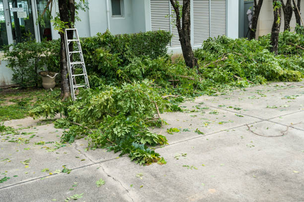 Best Seasonal Cleanup (Spring/Fall)  in Paramount, CA