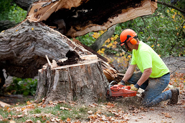 Best Emergency Tree Removal  in Paramount, CA