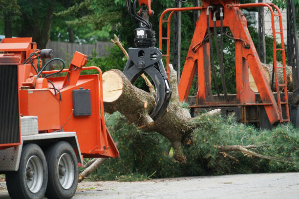 Best Arborist Consultation Services  in Paramount, CA